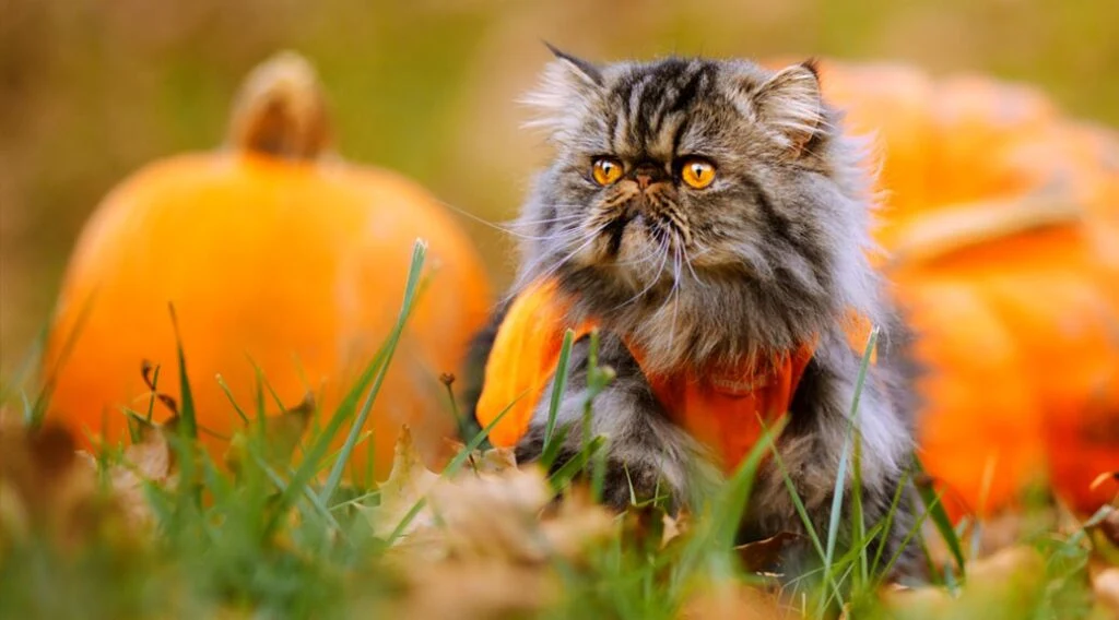 Feasting with Fido: Pet-Friendly Thanksgiving Foods