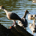 Plumed Whistling-Duck