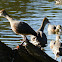 Plumed Whistling-Duck