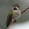 Anna's hummingbird (female)