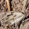 Iberian Marbled White