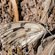 Iberian Marbled White