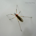 Pygmy Crane Fly