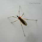 Pygmy Crane Fly