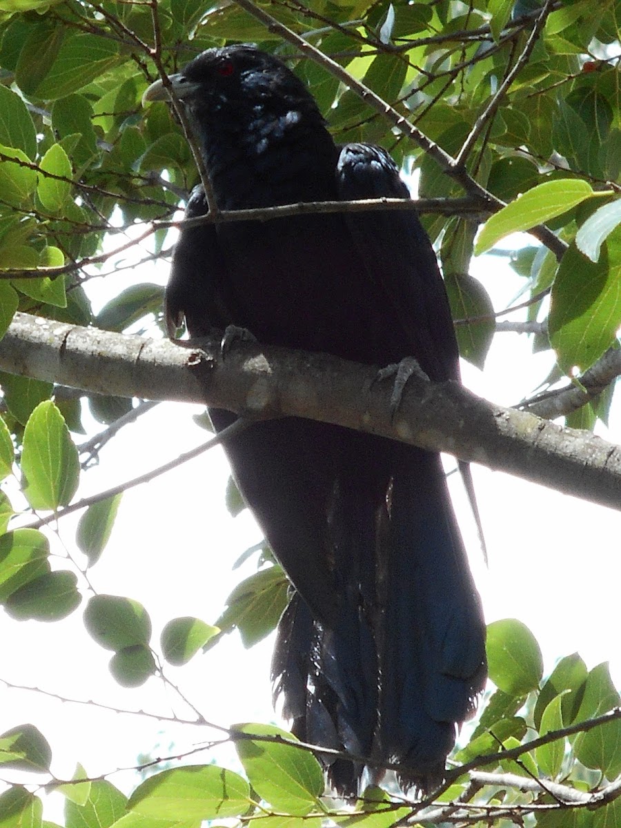 Eastern Koel (male)