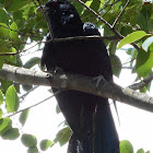 Eastern Koel (male)