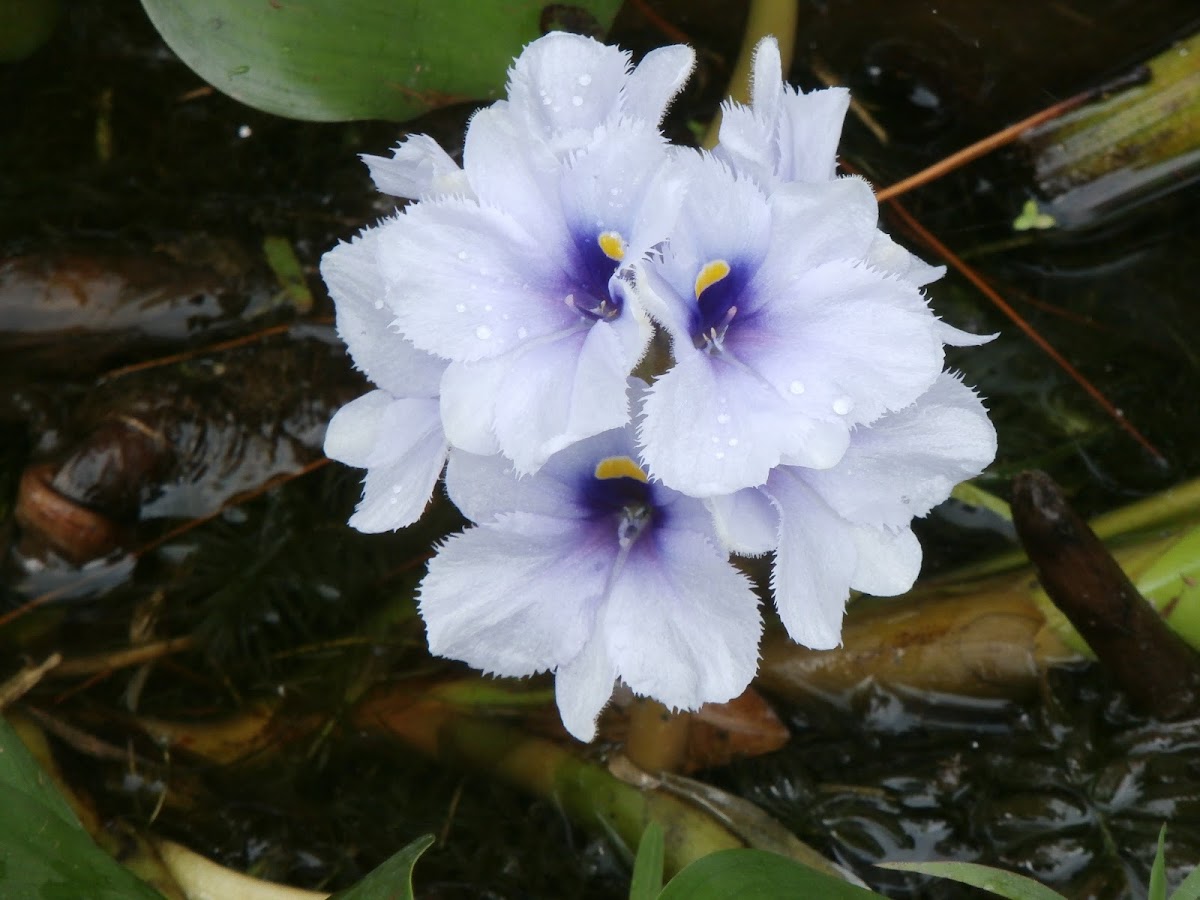 Anchored Water Hyacinth