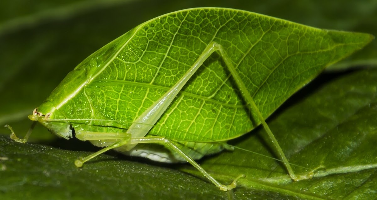 False-Leaf Katydid / Esperança-Folha