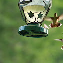 Ruby-throated hummingbird