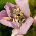 Globe mallow bee