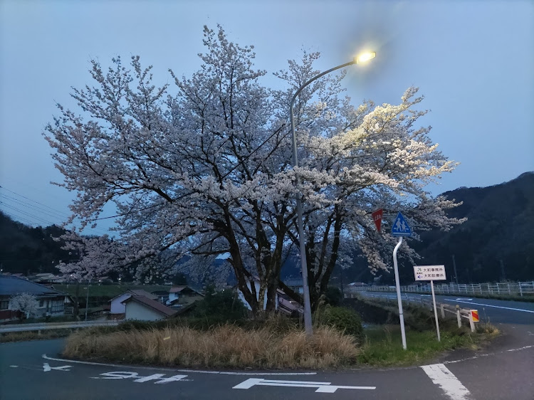 ゆうや♪ヽ(´▽｀)/さんが投稿したいつもイイね&コメントありがとうございます😊・桜とコラボに関するカスタム事例の投稿画像5枚目