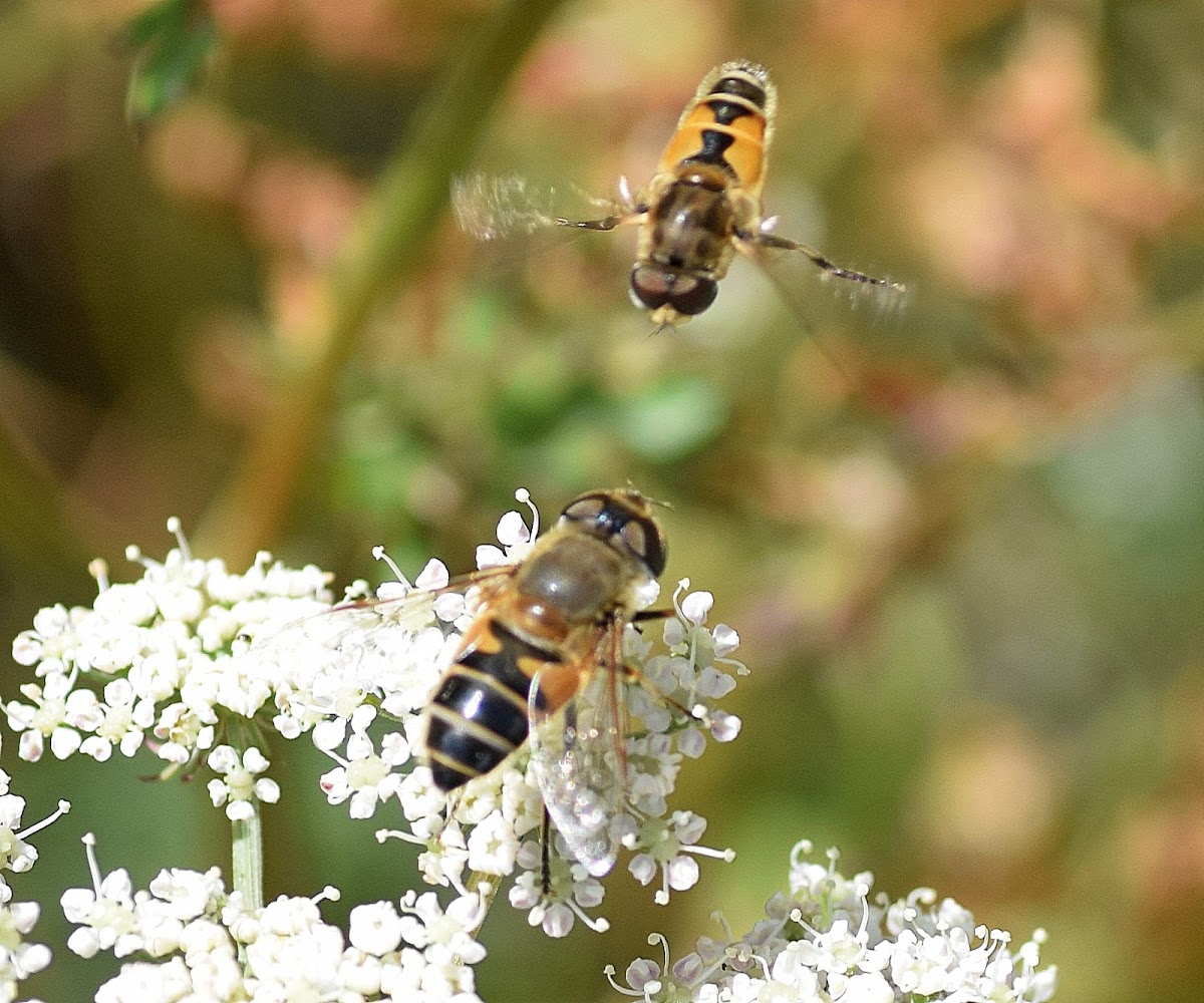 Hoverfly