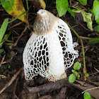 Bridal veil fungus