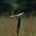 Grasshopper Sparrow