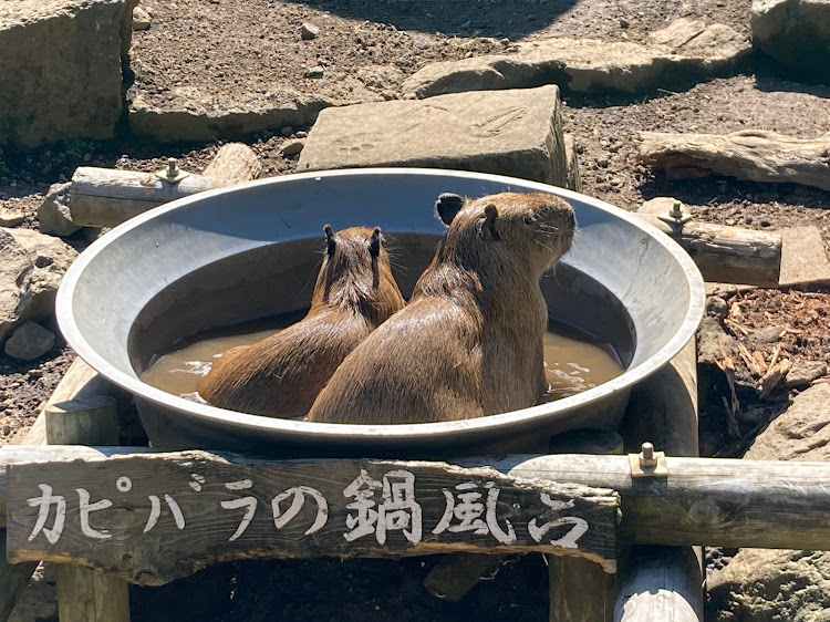 の投稿画像5枚目