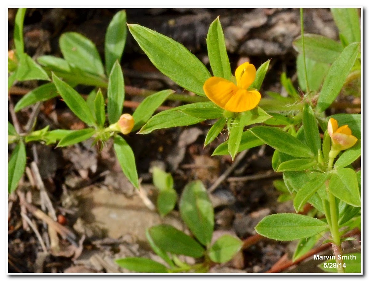 Pencilflower