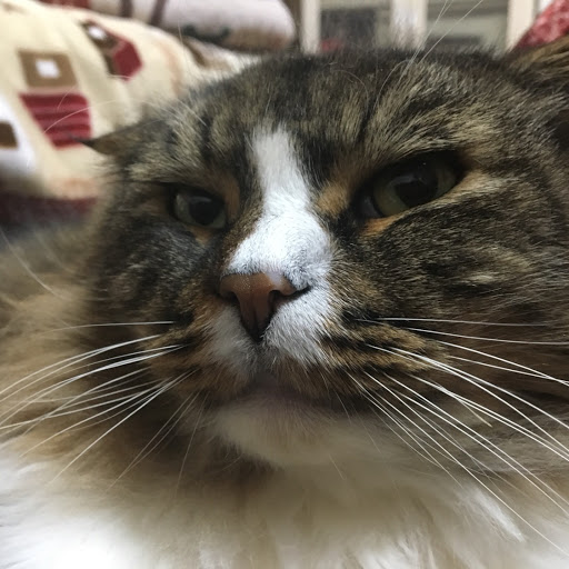らいたまのプロフィール画像
