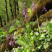 Orchis Jigsaw Puzzles  Icon