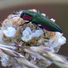 Jewel beetle; Carcoma metálica