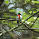 Rose-Breasted Grosbeak