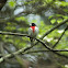 Rose-Breasted Grosbeak