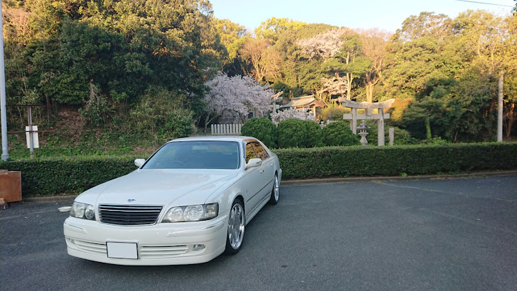 シーマの桜とコラボ・便乗・いい感じ・綺麗に関するカスタム事例の投稿画像3枚目