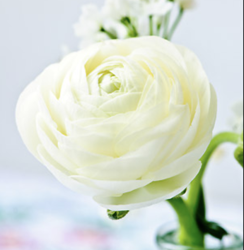  Aline, RISE UP, Christine Lewicki