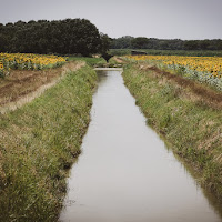 Tra i girasoli di 