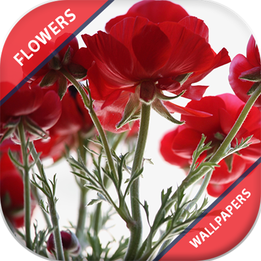 Hd Rose Flowers Live Wallpaper Aplicații Pe Google Play