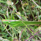 Lily bush-cricket