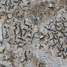 Script Lichen