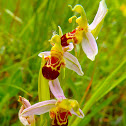 Bee Orchid