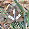 Tiger Moth (Day-flying Moth)