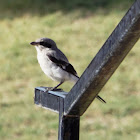 Loggerhead Shrike