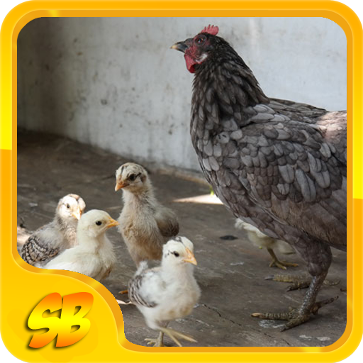 Cara Sukses Ternak Ayam Kampung