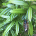 Cicada