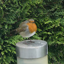 European Robin