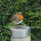 European Robin