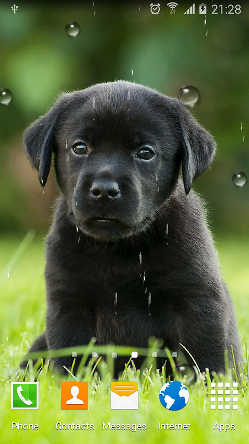 Cute Puppies Live Wallpaper - Android Apps on Google Play