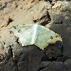 Common angle moth