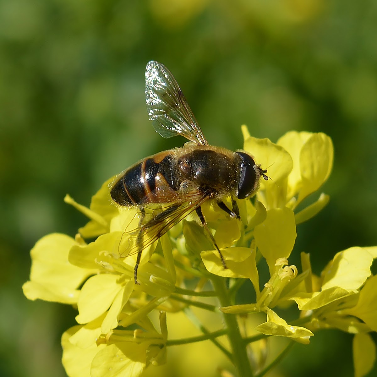 Drone Fly