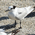 Sandwich Tern