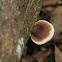 fungus 菌