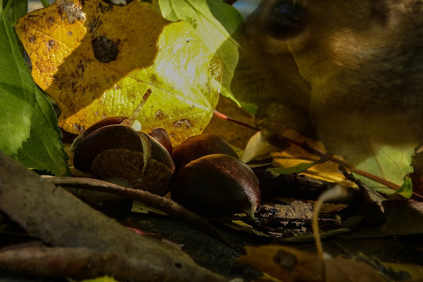 Ladro di castagne di acquario