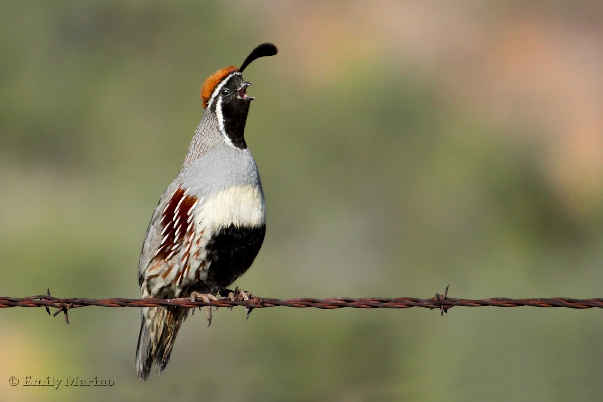 Gambel's Quail