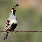 Gambel's Quail