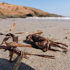 Purple mottled shore Crab