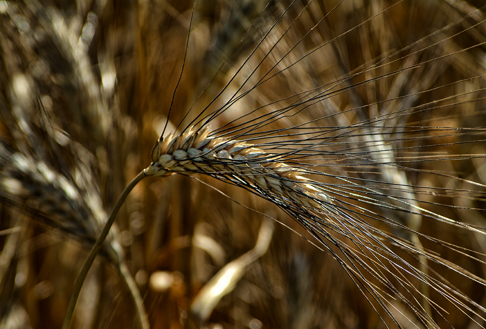 Il pane prima di nascere di RICCARDO60