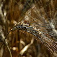 Il pane prima di nascere di 