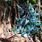 Jade Vine